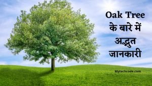 ओक पेड़ के बारे में अद्भुत जानकारी | Oak tree in hindi