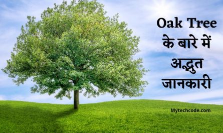 oak tree in hindi