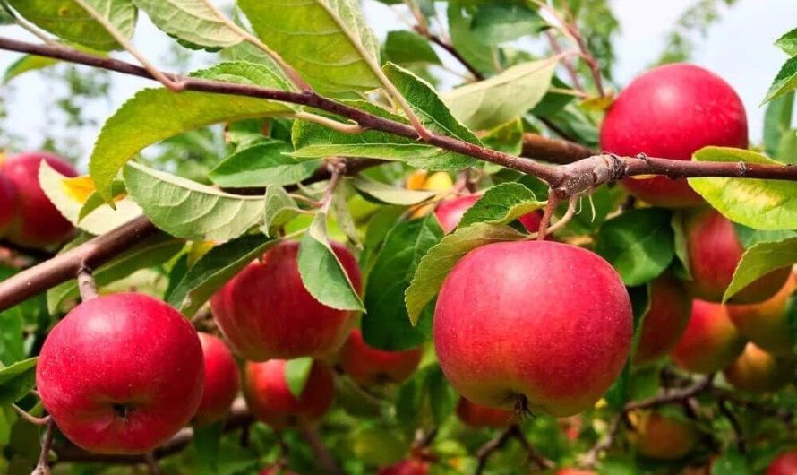 एक सेब में कितनी कैलोरी होती हैं? सेब खाने के फायदे और घरेलू नुस्खे